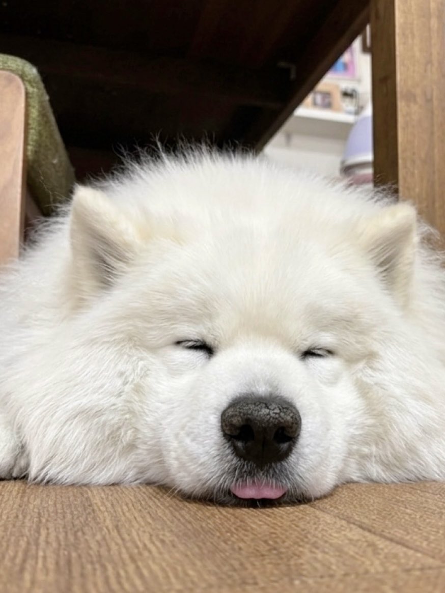 サモエドのサニー tweet media