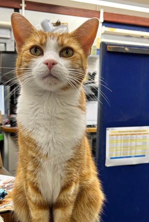 George The Stourbridge Junction Station Cat tweet media