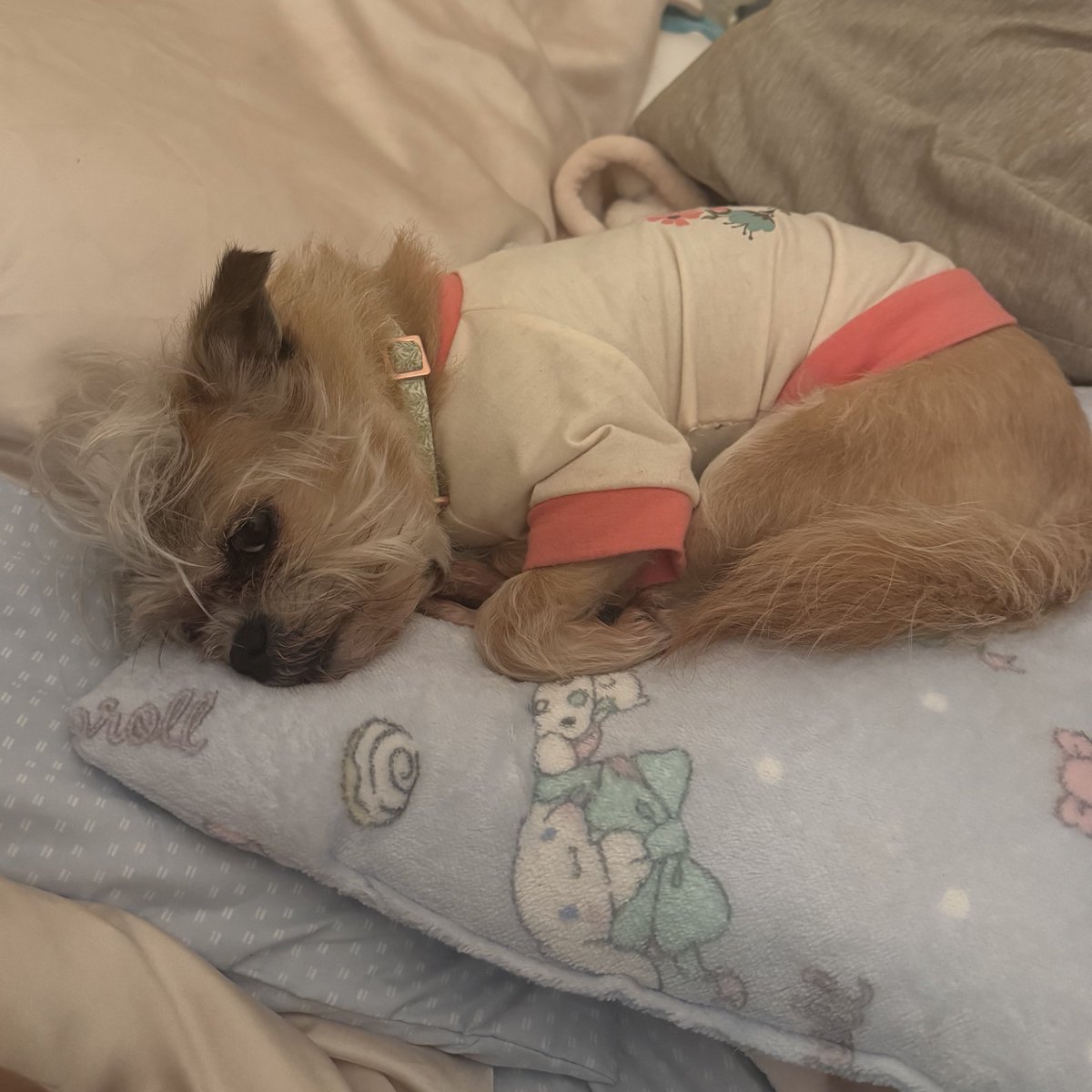 Vivian ☸️ 🇵🇪 🇯🇵|| Hylian Witch 🌙 tweet media