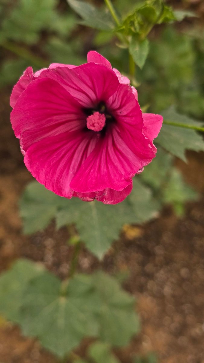 حـــــ🌹ـــــديقة الــــ🌹ـــجوري tweet media