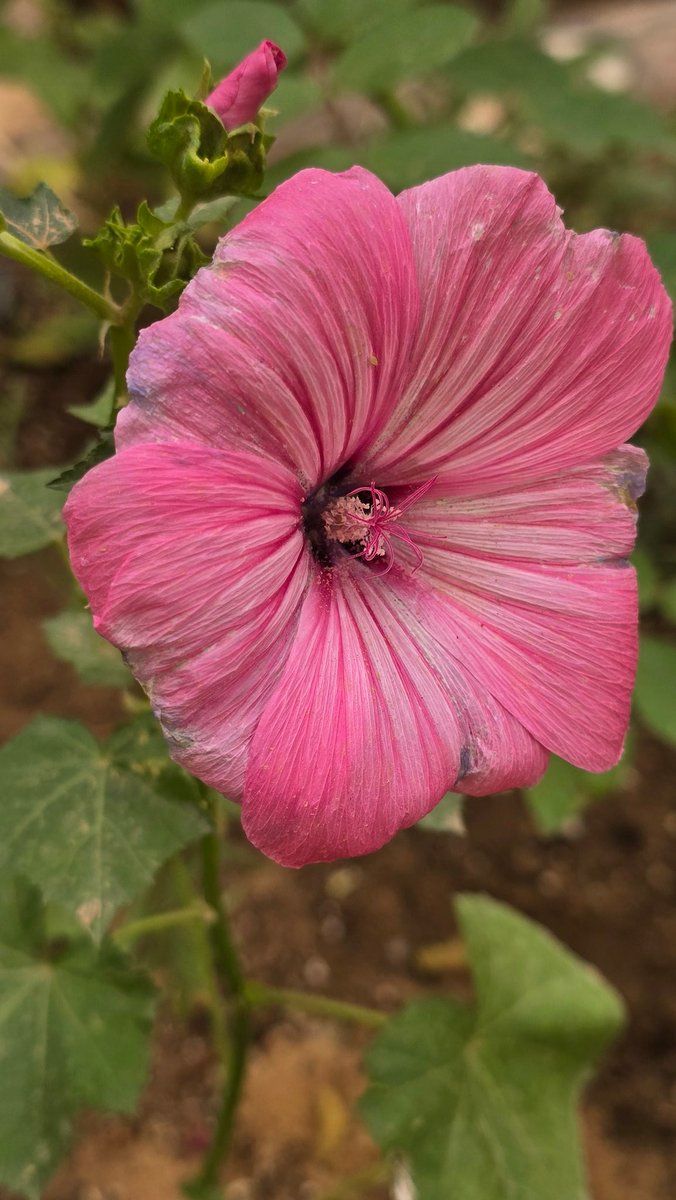 حـــــ🌹ـــــديقة الــــ🌹ـــجوري tweet media