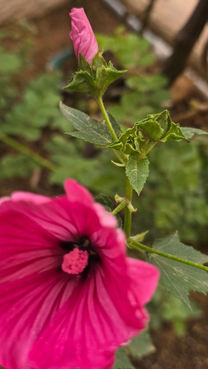 حـــــ🌹ـــــديقة الــــ🌹ـــجوري tweet media