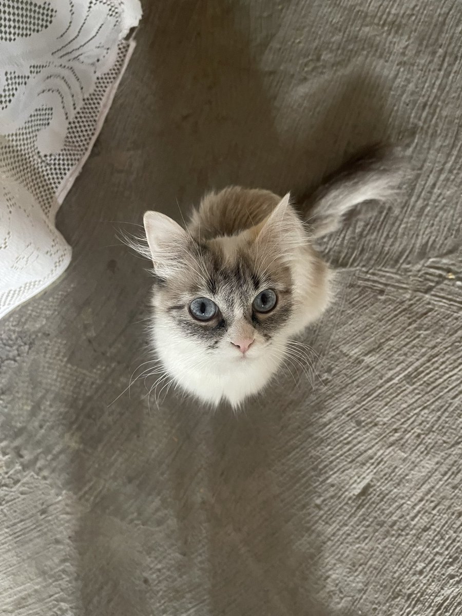 JUANFREEFIRE2006 tweet media