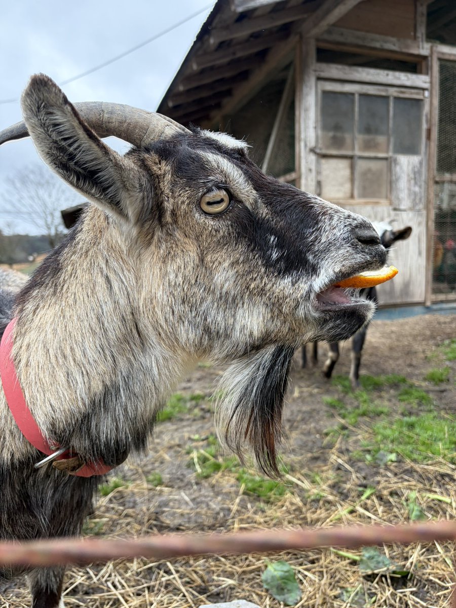 ハナウタカジツ@熊本 くだもの農家 tweet media