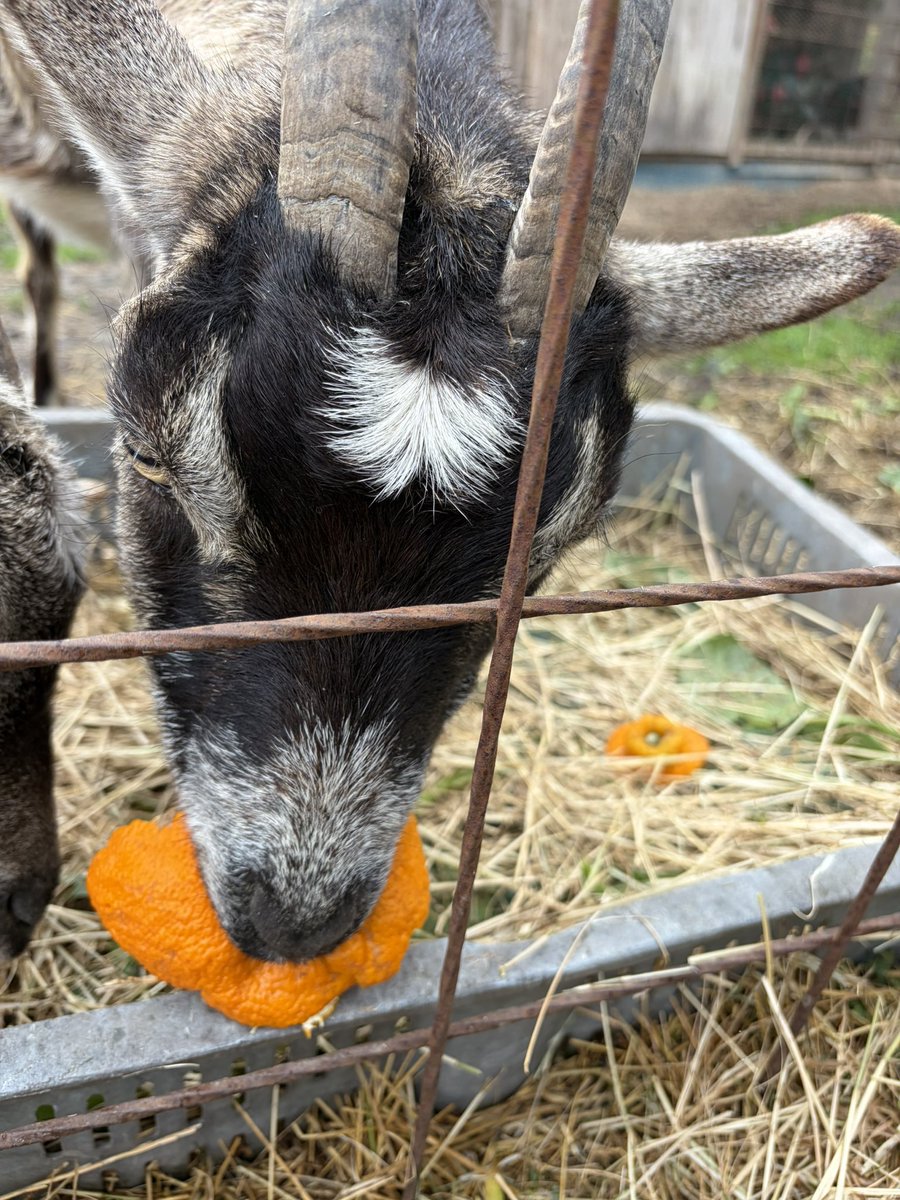 ハナウタカジツ@熊本 くだもの農家 tweet media