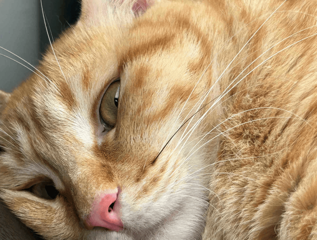 Brittani tweet media