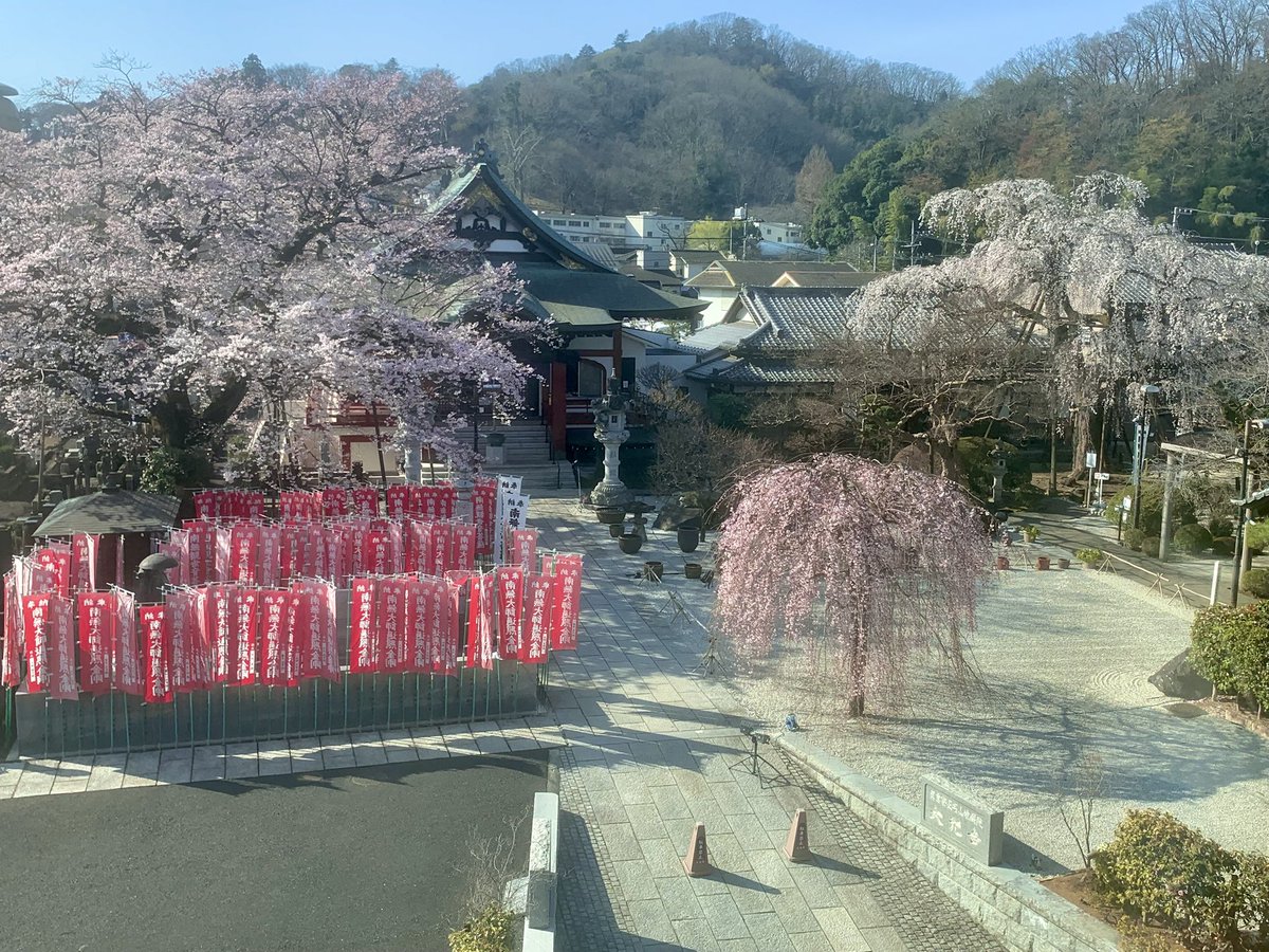 Allein Adler（アライン アドラー） tweet media