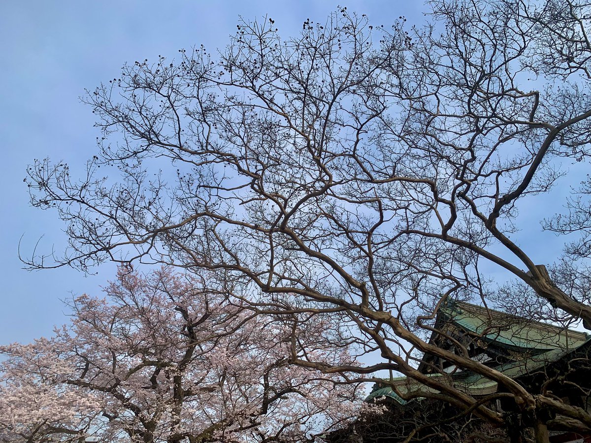 Allein Adler（アライン アドラー） tweet media