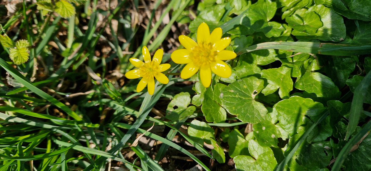 Peter Koeman @koeman.bsky.social tweet media