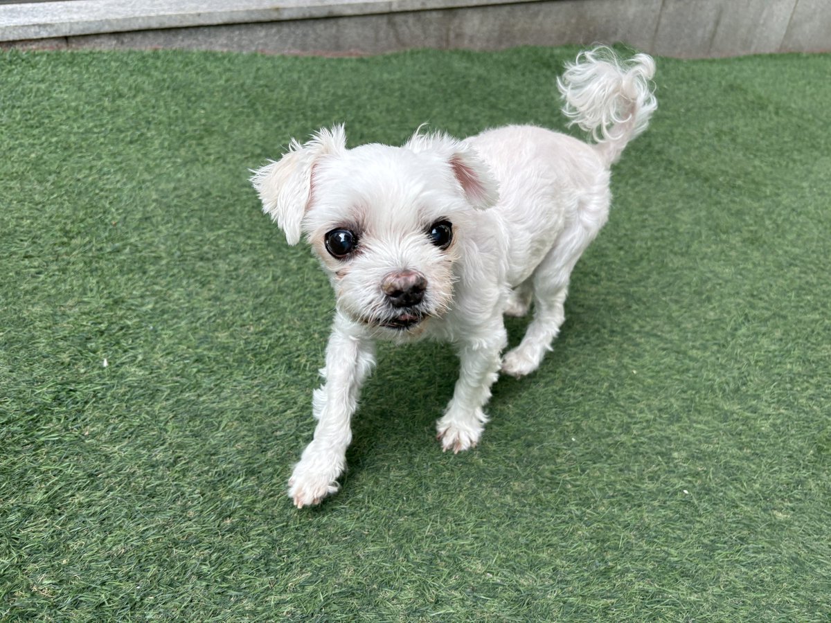 우리집강아지사진계정 tweet media