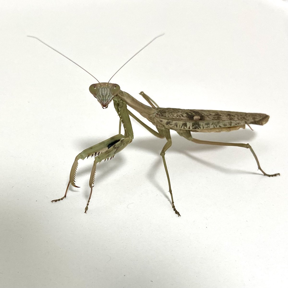 S_Shiina64's tweet image. 𝑷𝒐𝒍𝒚𝒔𝒑𝒊𝒍𝒐𝒕𝒂 𝐜𝐟. 𝒎𝒂𝒓𝒃𝒊𝒄𝒂

メス成虫
お主は本当にP. marbicaかい？😌

#カマキリ #mantodea #カマキリ科 #Polyspilota