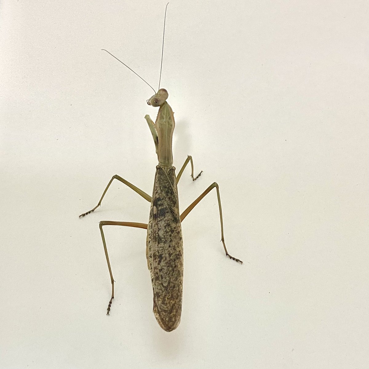 S_Shiina64's tweet image. 𝑷𝒐𝒍𝒚𝒔𝒑𝒊𝒍𝒐𝒕𝒂 𝐜𝐟. 𝒎𝒂𝒓𝒃𝒊𝒄𝒂

メス成虫
お主は本当にP. marbicaかい？😌

#カマキリ #mantodea #カマキリ科 #Polyspilota