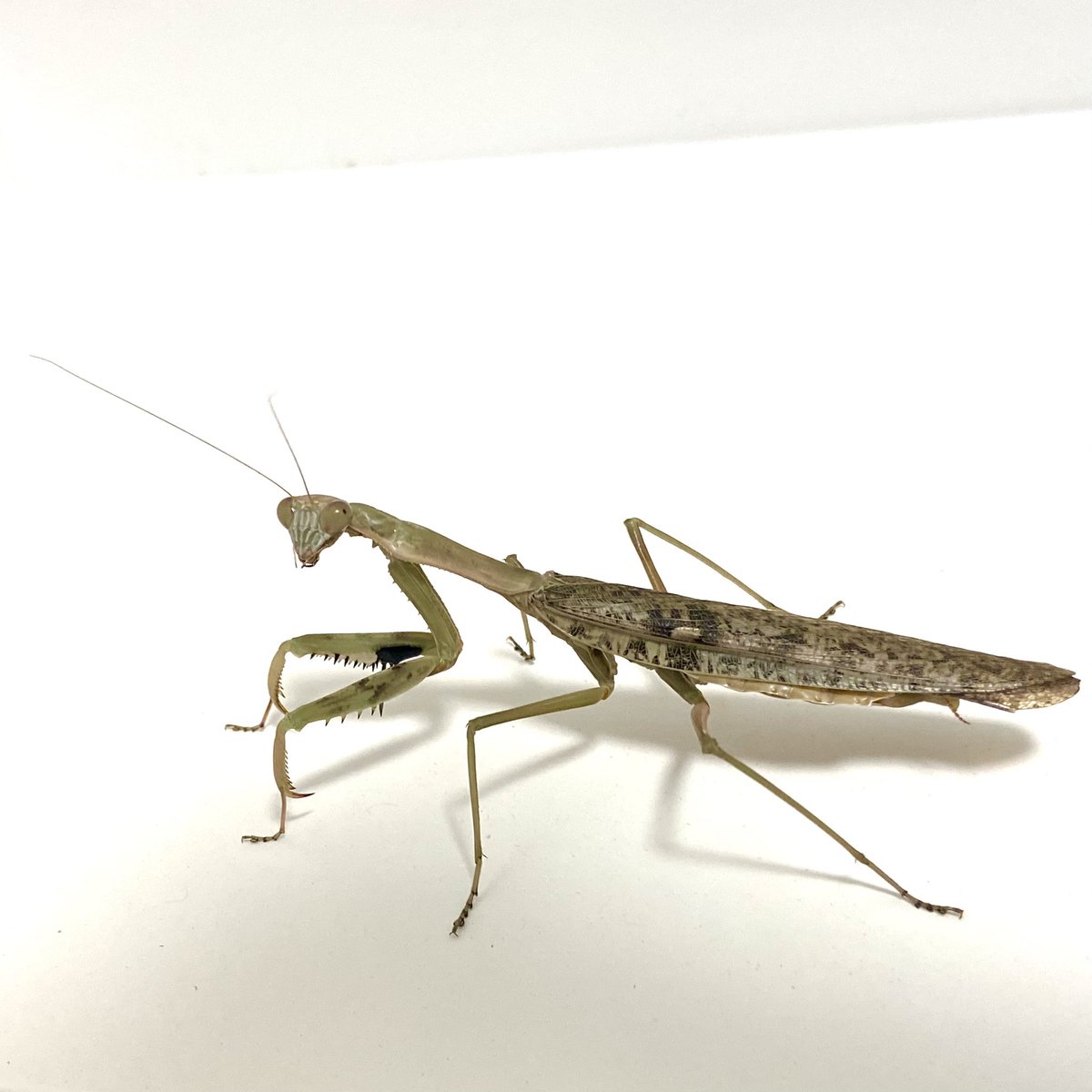 S_Shiina64's tweet image. 𝑷𝒐𝒍𝒚𝒔𝒑𝒊𝒍𝒐𝒕𝒂 𝐜𝐟. 𝒎𝒂𝒓𝒃𝒊𝒄𝒂

メス成虫
お主は本当にP. marbicaかい？😌

#カマキリ #mantodea #カマキリ科 #Polyspilota