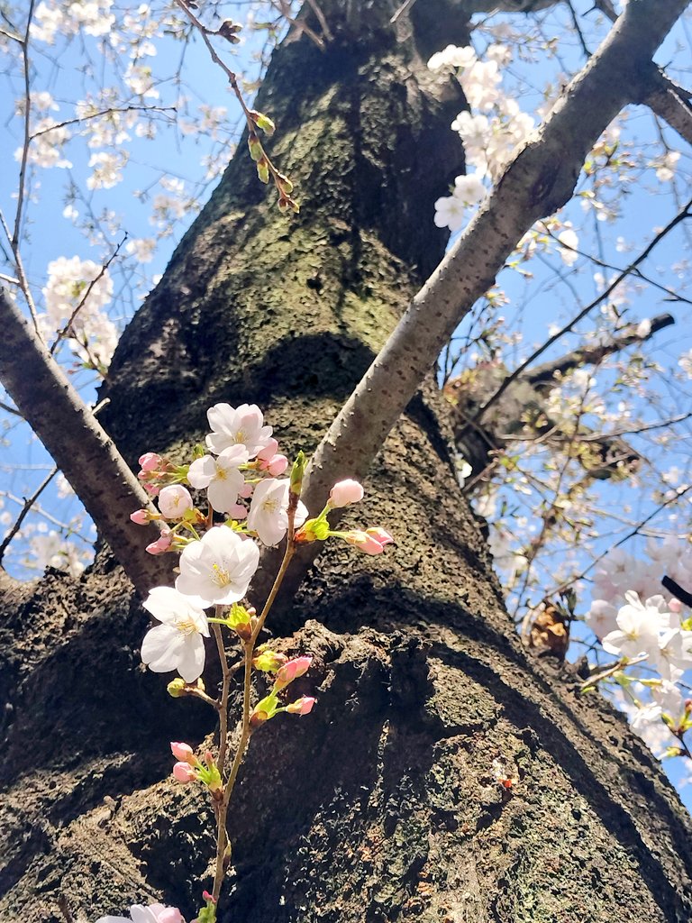 ゲーミングメガネ屋👓💻めがねmonoや tweet media