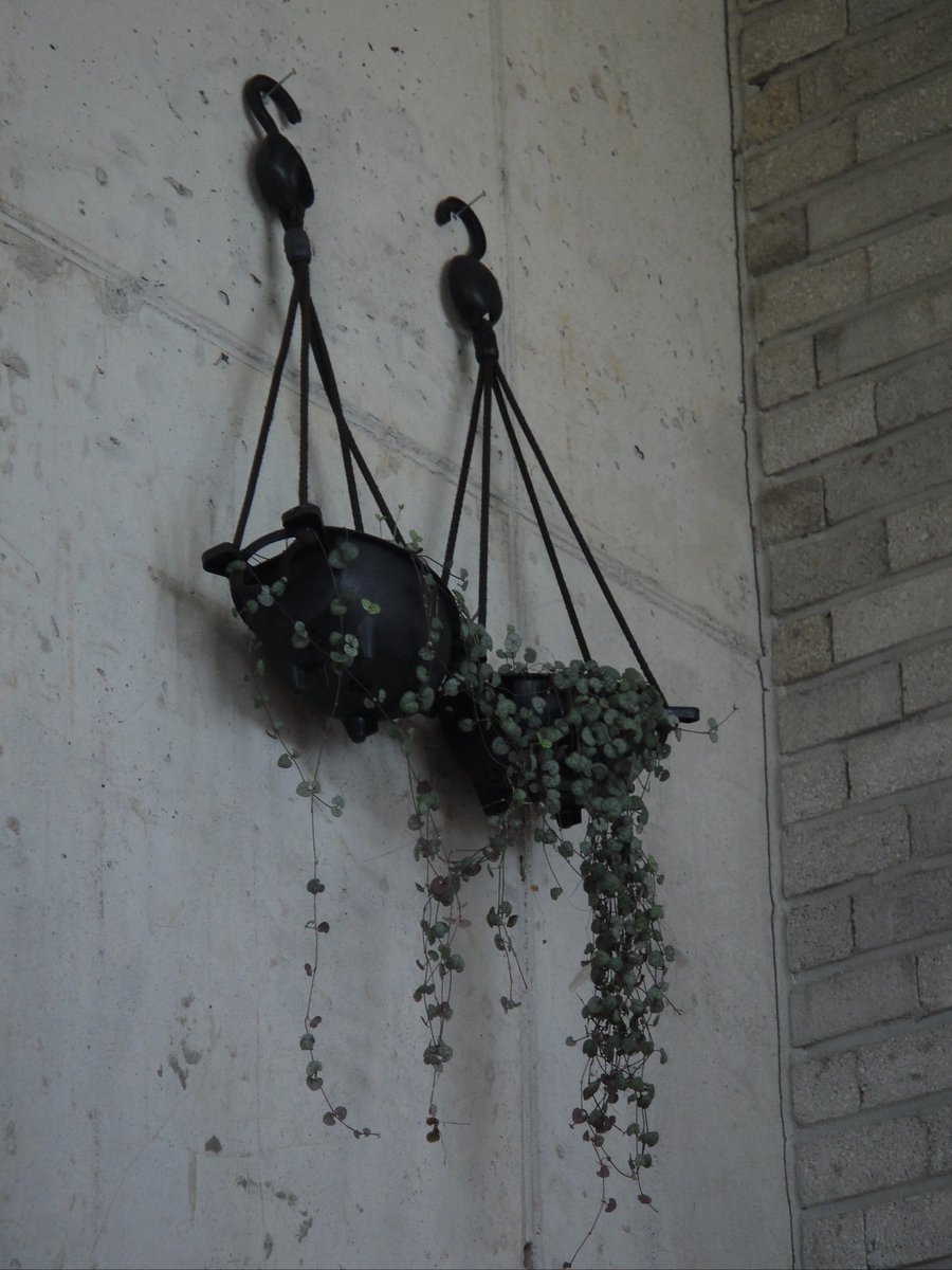 백설기콩떡🍮🍨 tweet media