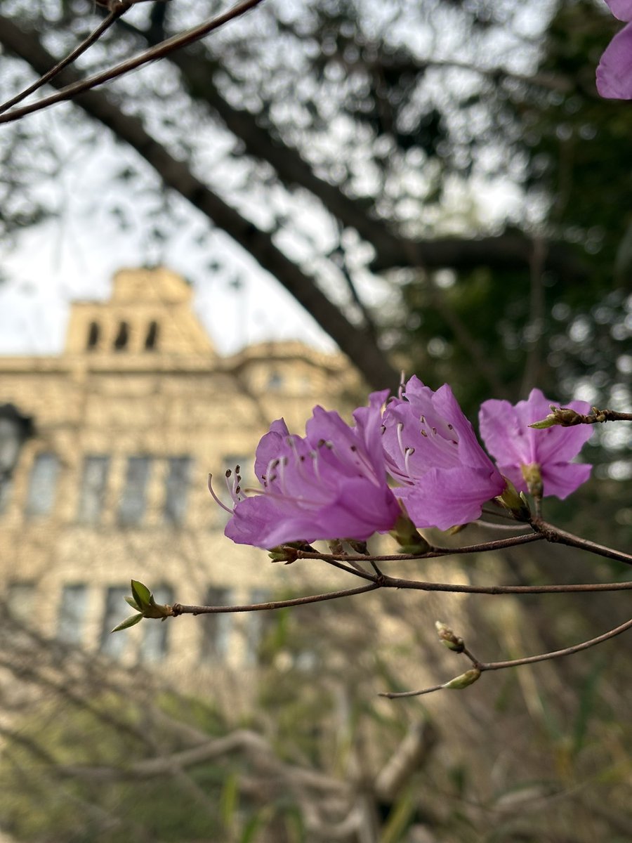 国際学部&英文学科 @神戸女学院大学国際学部・文学部英文学科公式 tweet media
