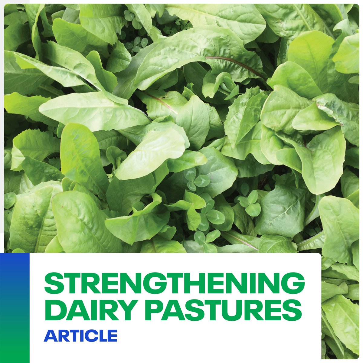DLFSeedsAU's tweet photo. Mike Jeffrey, a dairy farmer in NSW, shares how perennial chicory and a diverse pasture system help him maintain feed quality, resilience and consistency. Read the full article here ... https://t.co/ZQaQWiUcsK https://t.co/A5IBz6tWAB