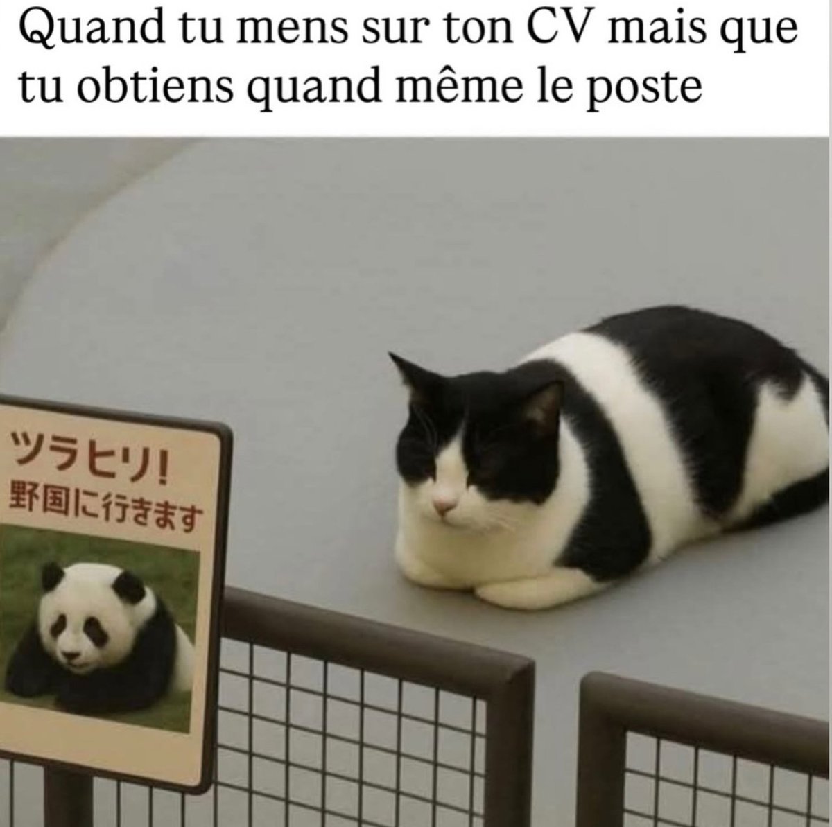 🅶🅾🆁🅺 tweet media