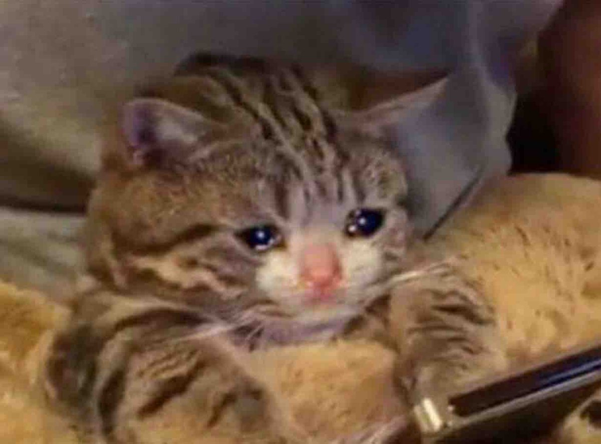 El Guarromántico tweet media