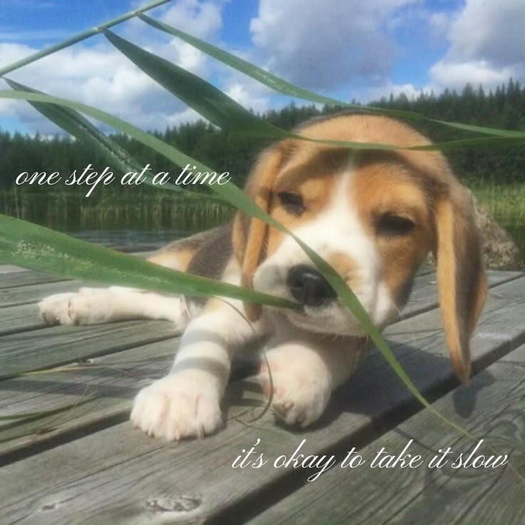 caninepoetry tweet media