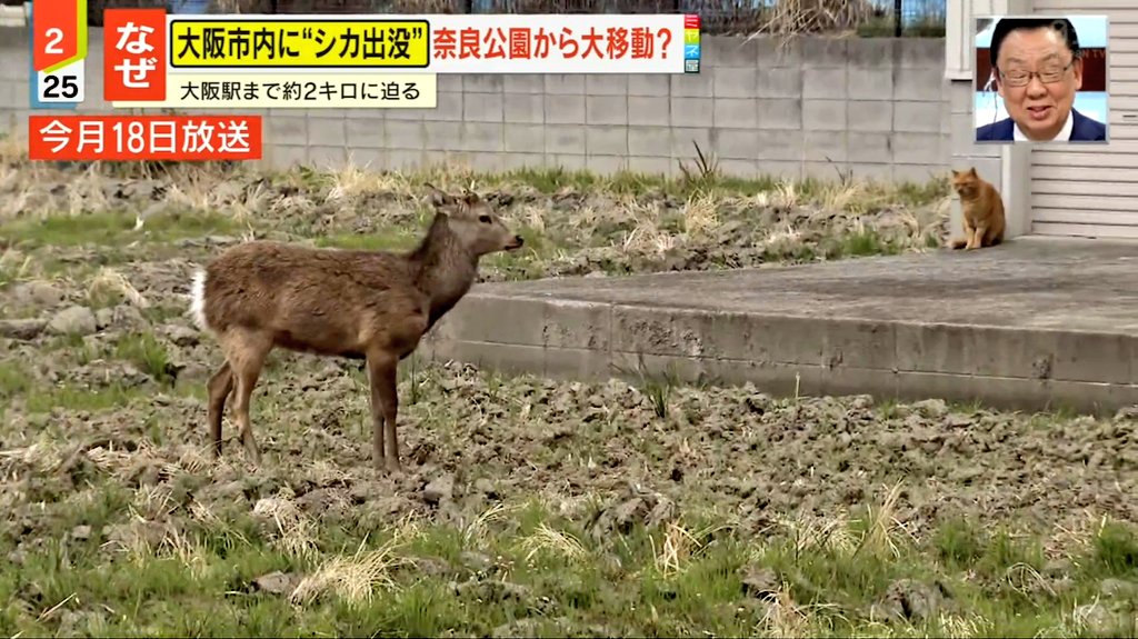 お侍さん tweet media