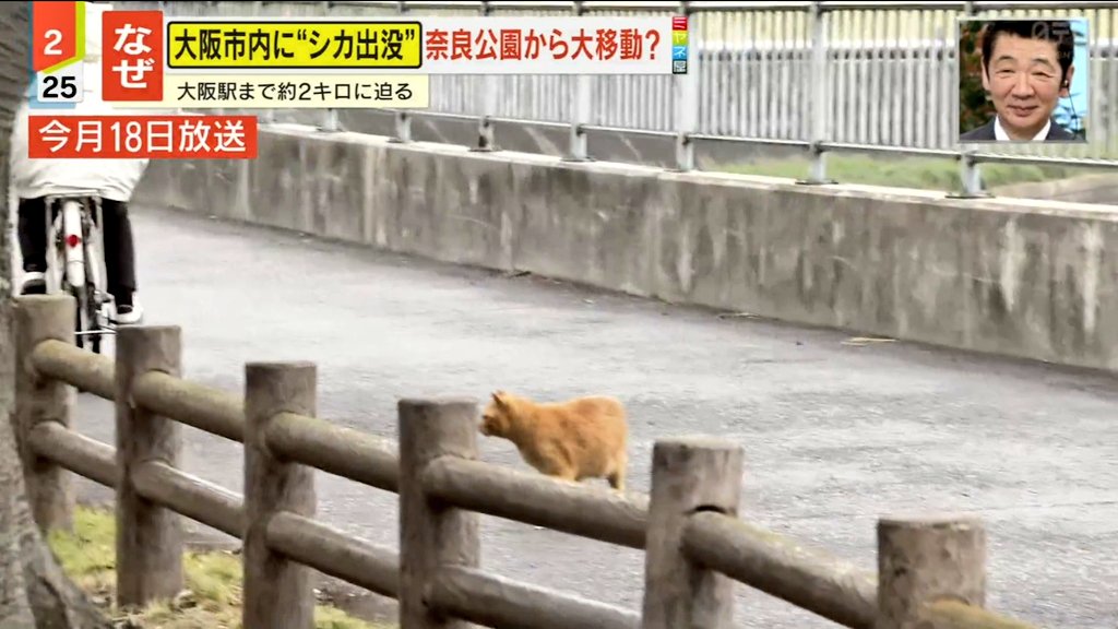 お侍さん tweet media