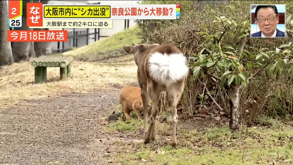 お侍さん tweet media