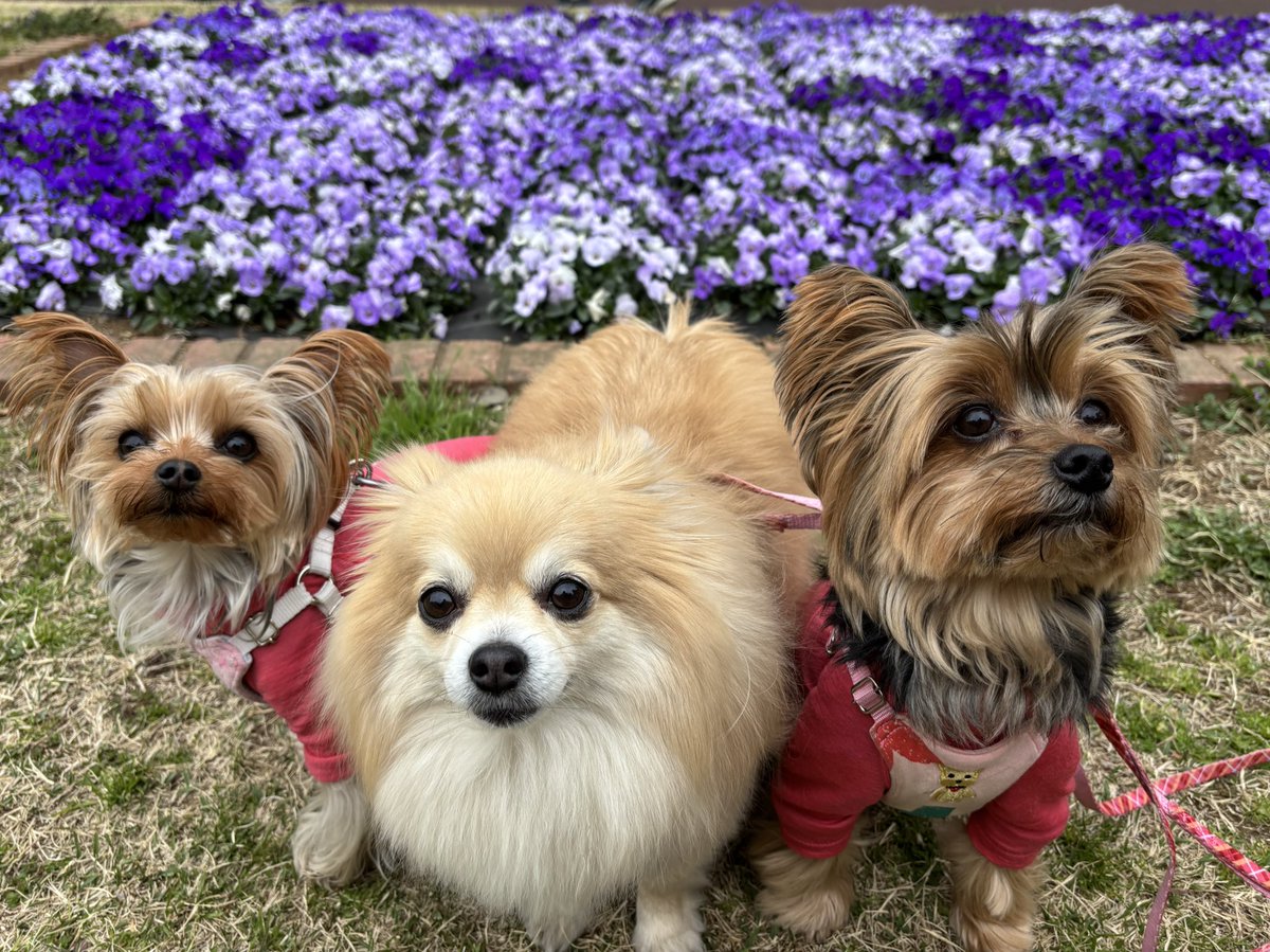 もーちゃんとラテキチとポテチ tweet media