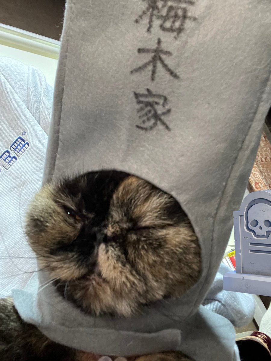 気分上々🐈‍⬛🐈 tweet media