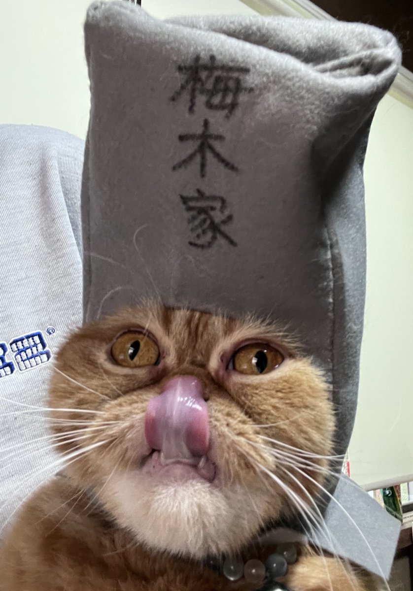 気分上々🐈‍⬛🐈 tweet media