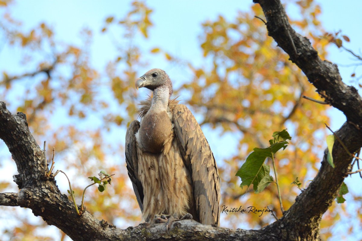 Kritika Ranjan tweet media