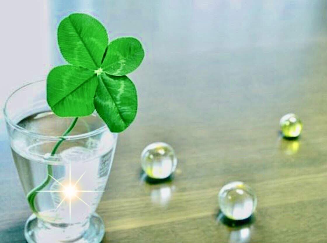 真琴🍀 tweet media