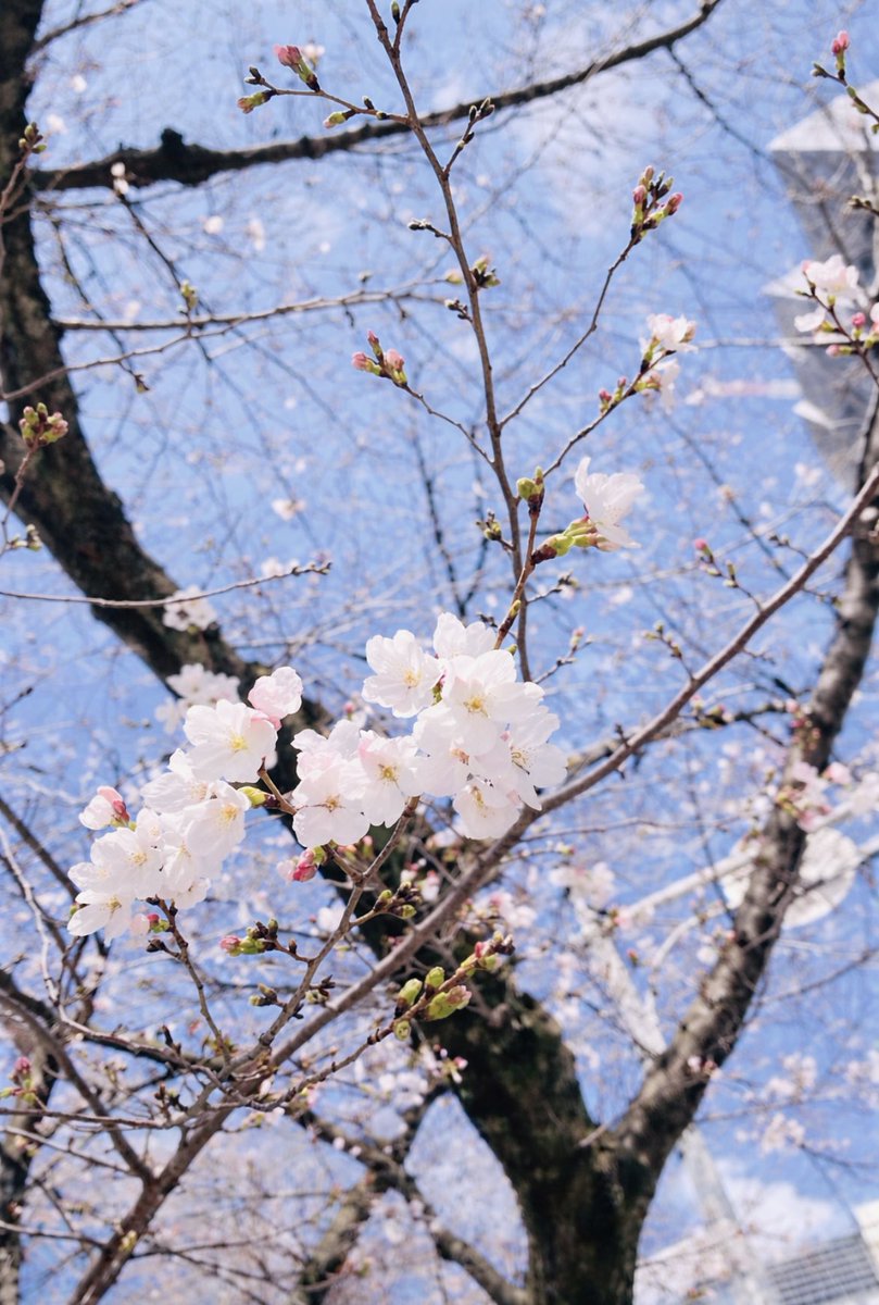 あやか tweet media