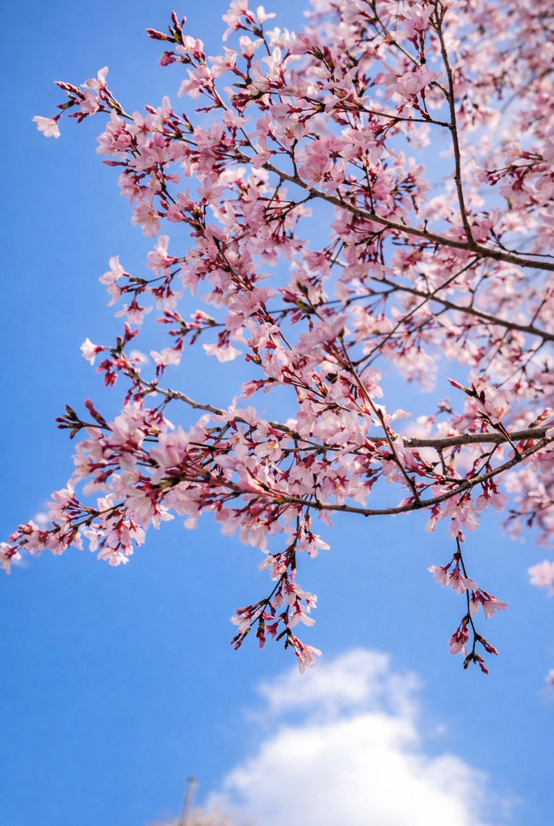 あやか tweet media