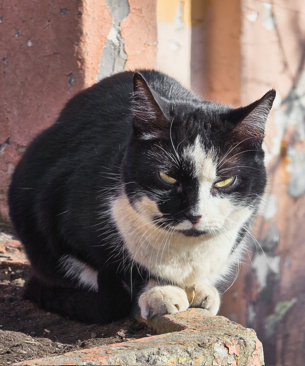 Той самий tweet media