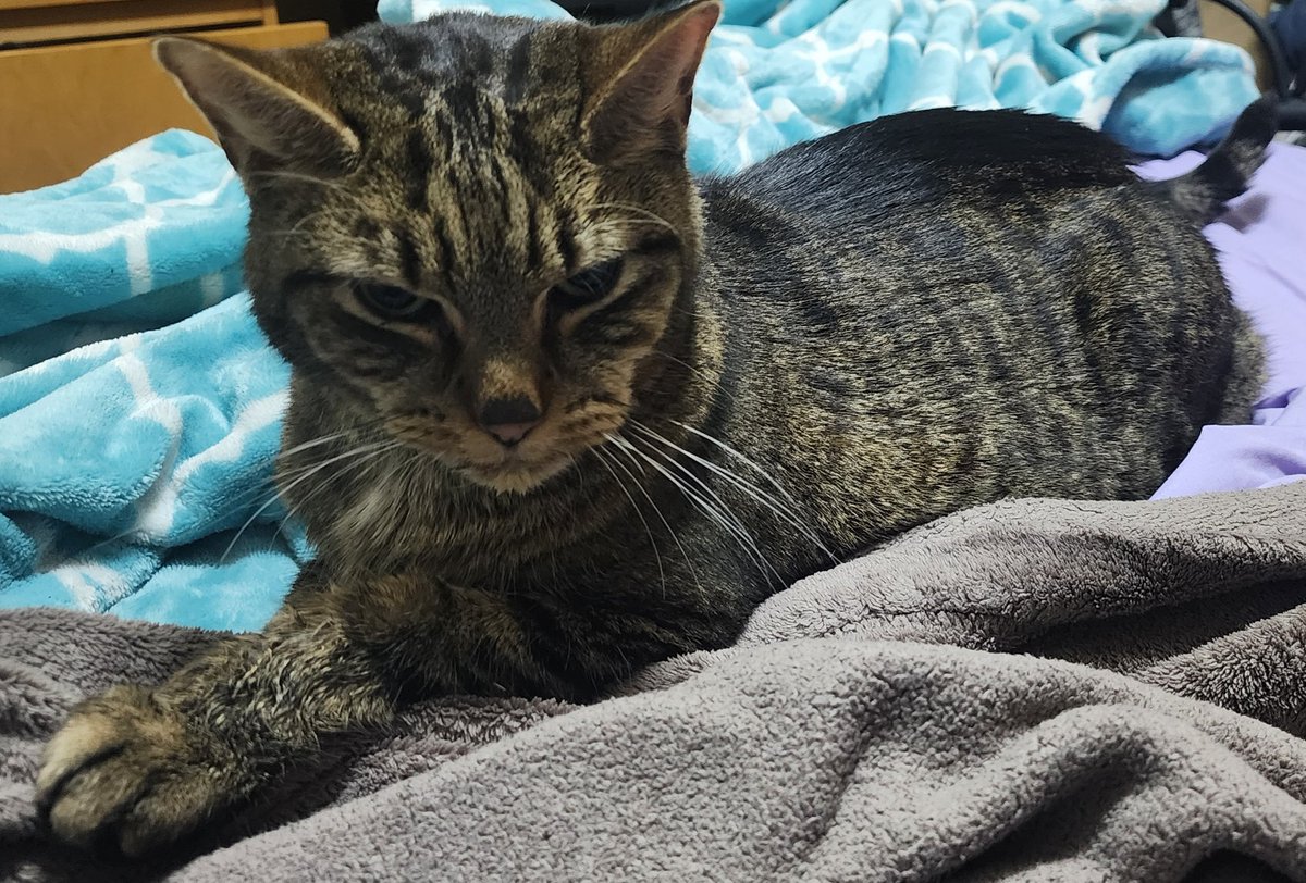 Life saving tests for Cj #cats #help
gofund.me/ee1d2092e