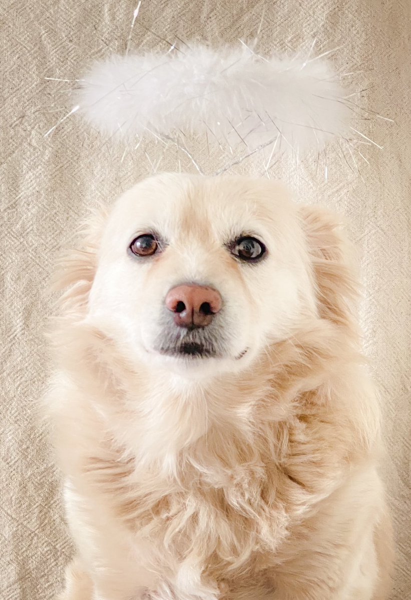 Athoob Alshuaibi tweet media