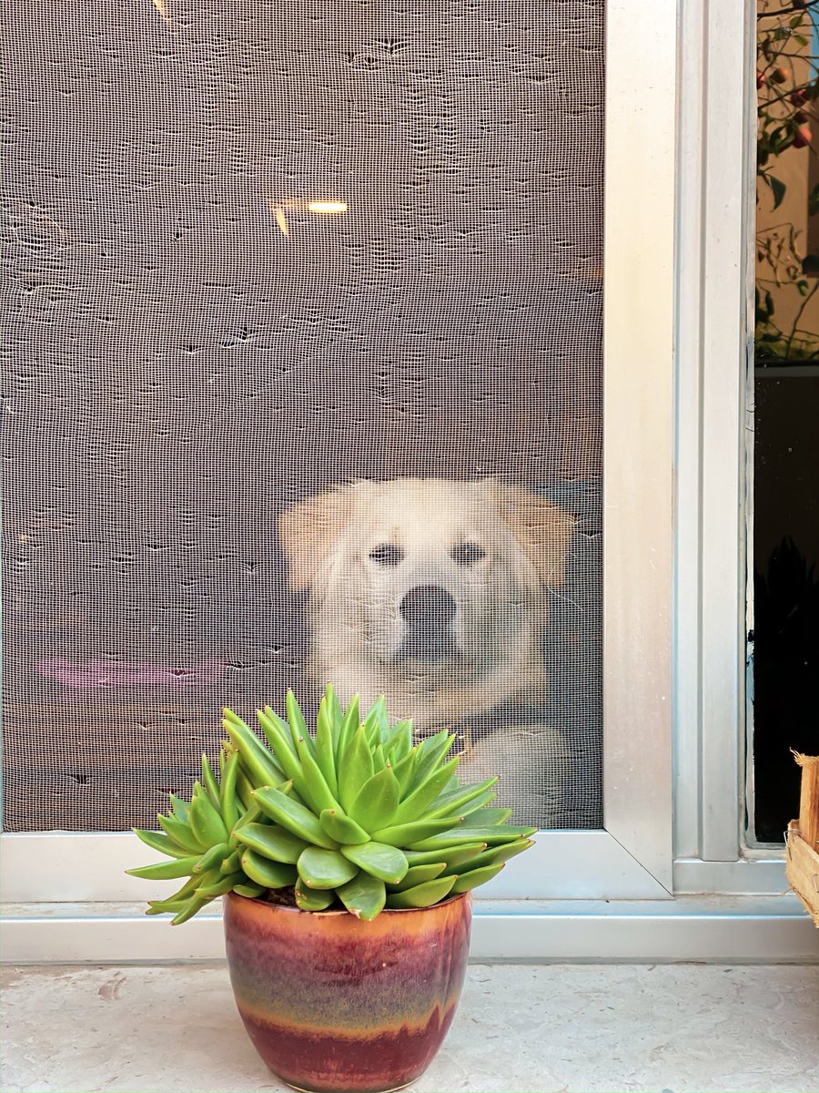 Athoob Alshuaibi tweet media