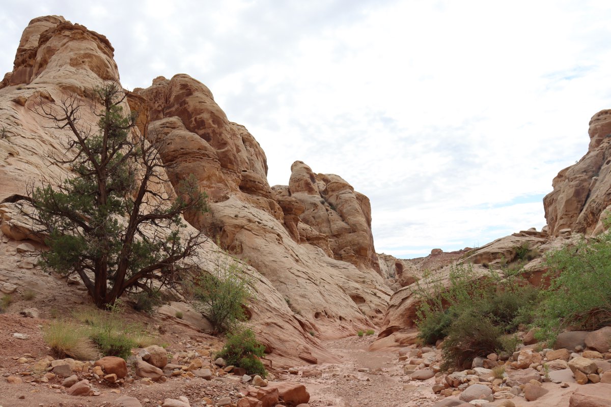 manuelacasasoli's tweet image. From my hikes...

Vital wilderness.

Utah - 2023

Have a good day!

#hiking #adventures #nature #NatureLovers