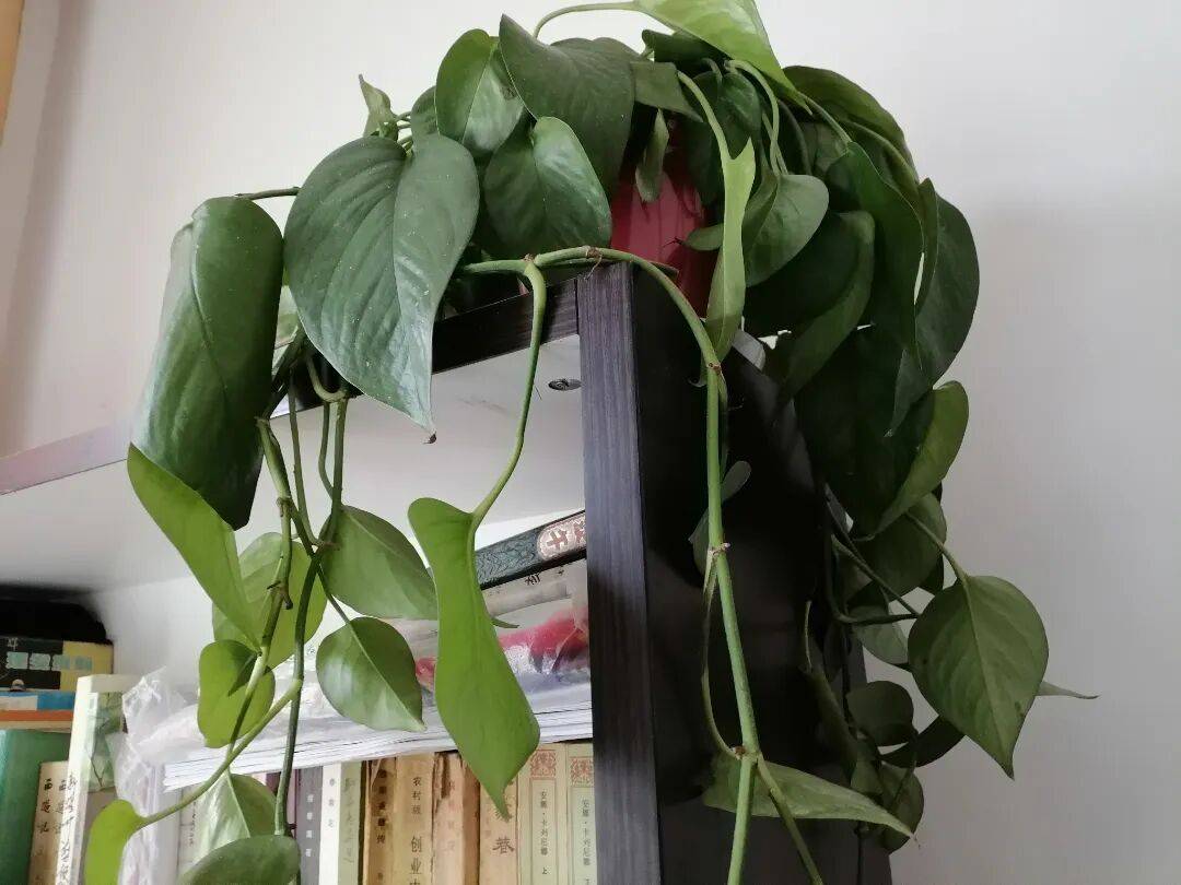 rafael galvez tweet media