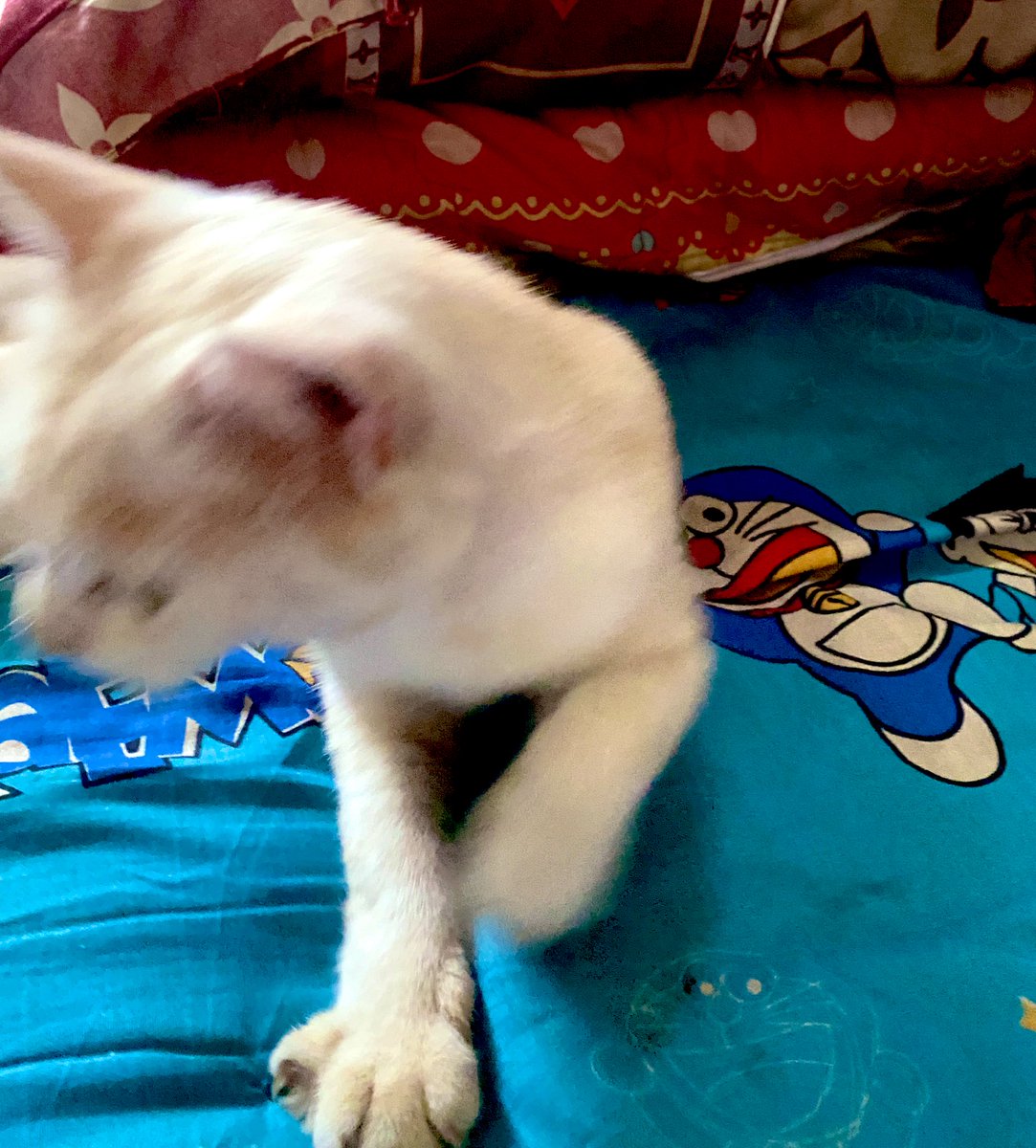 kit 𑣲 tweet media