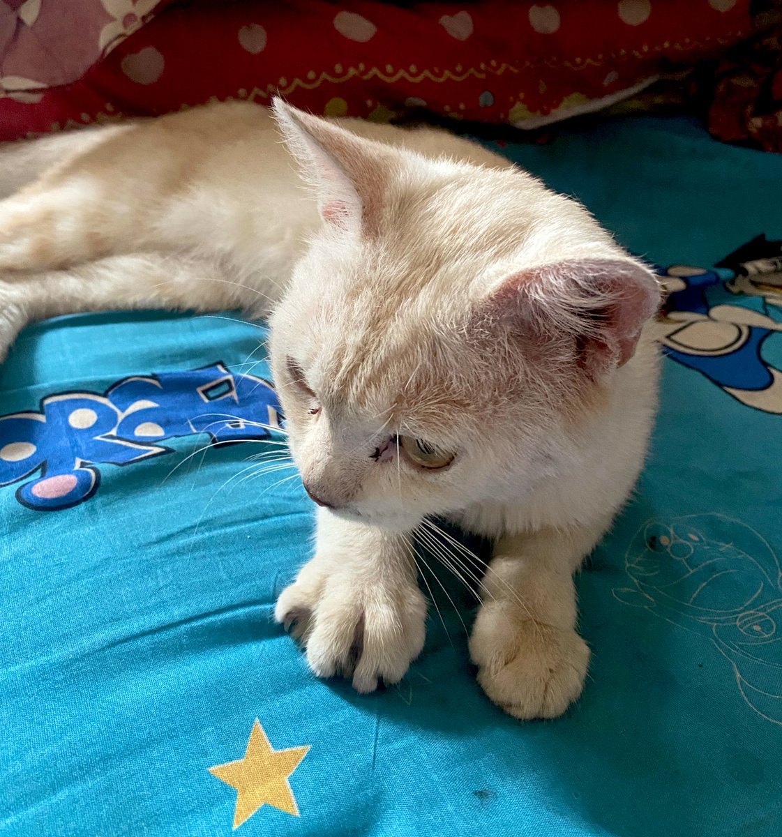 kit 𑣲 tweet media