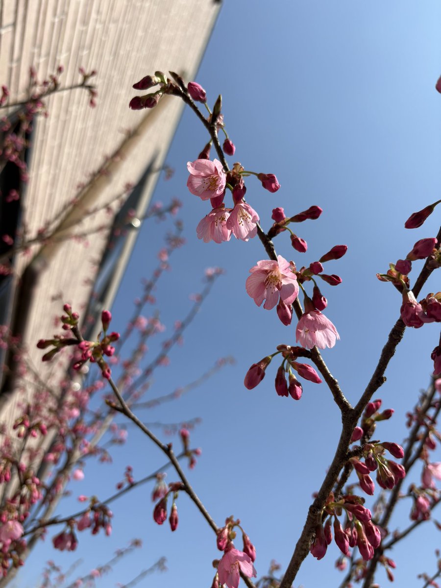 とりにく tweet media