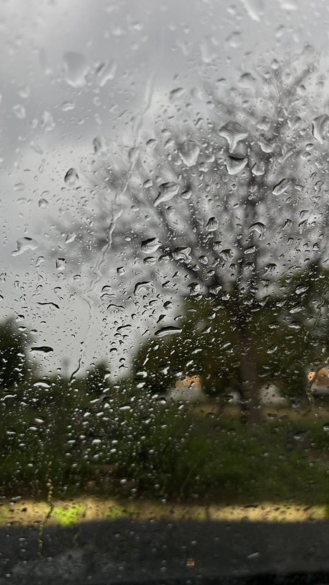 _alyasaeed's tweet photo. بركنت مع شجرة البونسيانا أستمتع بالمطر، صباح الخير🌧️ https://t.co/CLoaFOLKyl