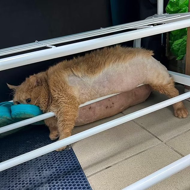 癒しの動物 tweet media