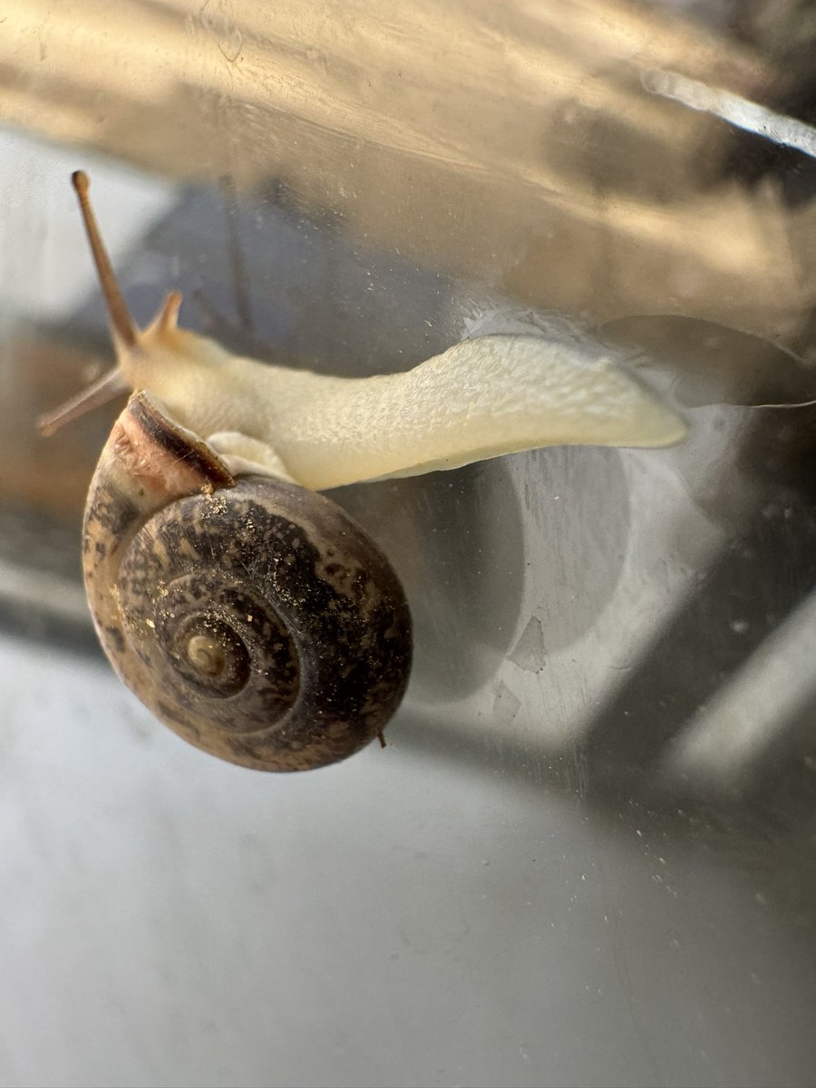 المكشاتي tweet media