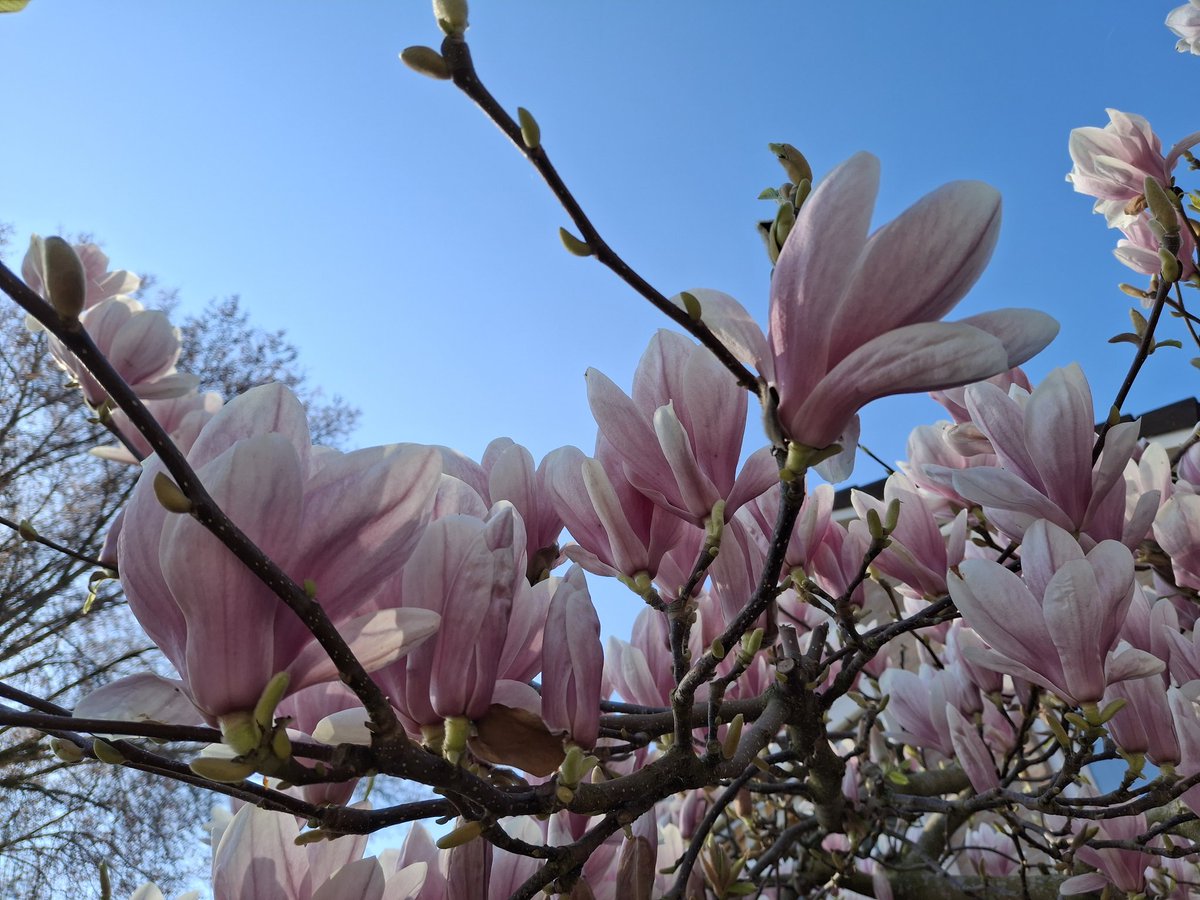 Nora lamens tweet media