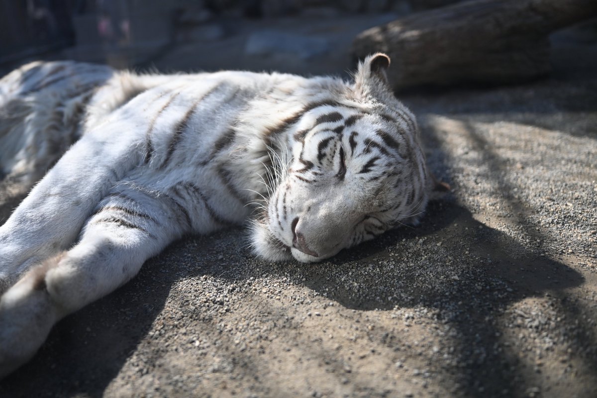 uber_tiger~トラネコとライオンネコ~ tweet media