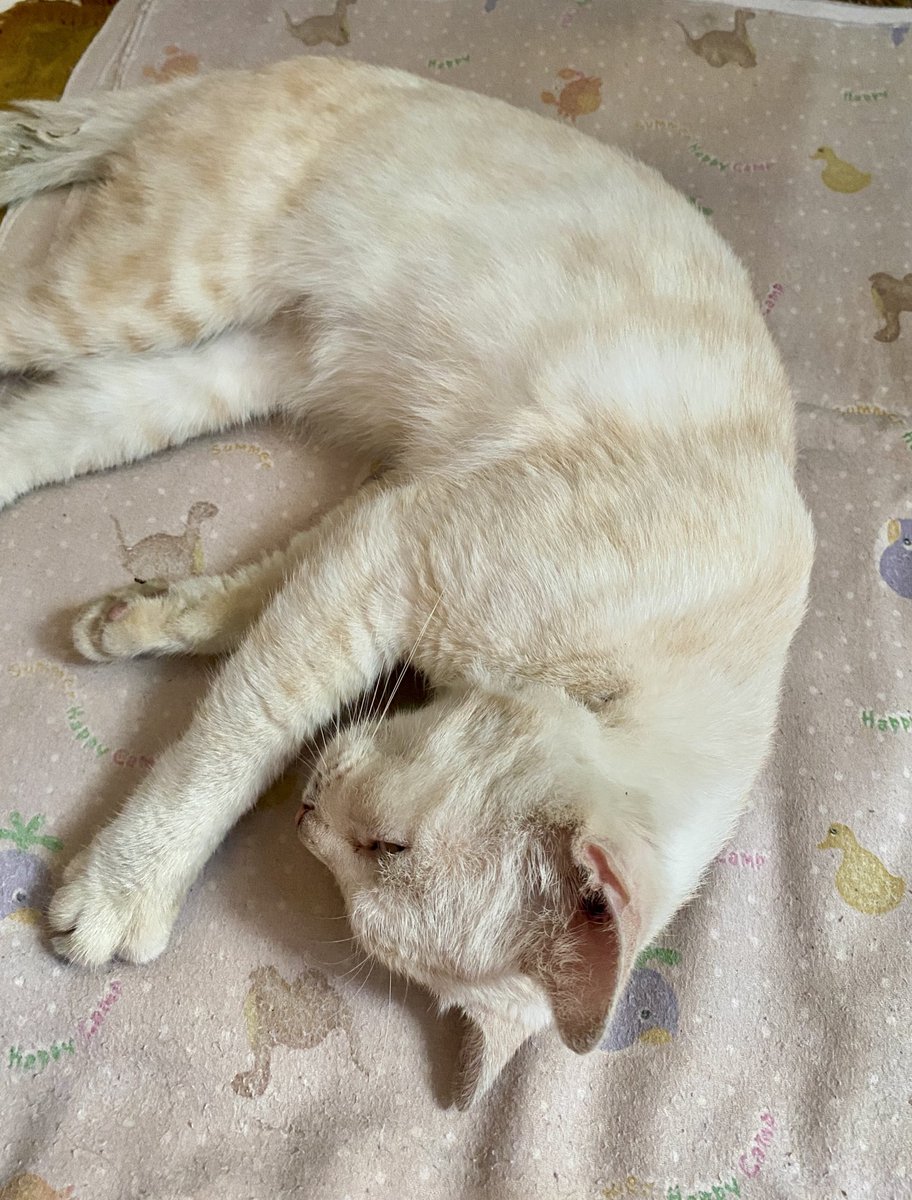 kit 𑣲 tweet media