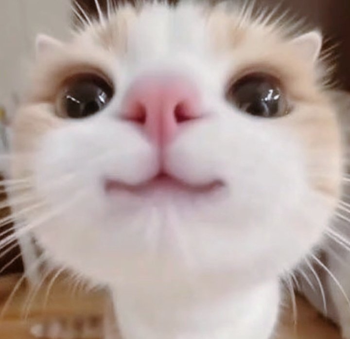 NeverumBack (comms open 0/3) tweet media